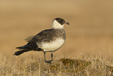 Image. Pomarine Skua
