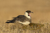 Image. Pomarine Skua