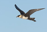 Image. Pomarine Skua