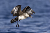 Image. Pomarine Skua