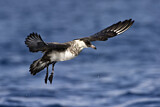 Image. Pomarine Skua