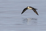 Image. Pomarine Skua