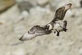 Image. Pomarine Skua