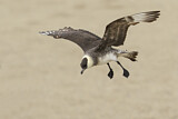 Image. Pomarine Skua