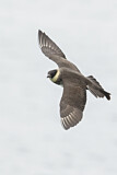 Image. Pomarine Skua