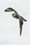 Image. Pomarine Skua