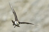 Image. Pomarine Skua