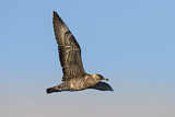 Image. Pomarine Skua