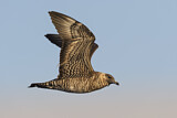 Image. Pomarine Skua