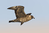 Image. Pomarine Skua