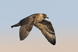 Image. Pomarine Skua