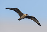 Image. Pomarine Skua