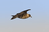 Image. Pomarine Skua