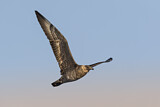 Image. Pomarine Skua