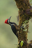 Image. Powerful Woodpecker