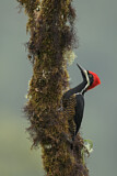 Image. Powerful Woodpecker