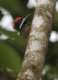 Image. Powerful Woodpecker