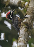 Image. Powerful Woodpecker