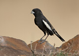 Image. Prärieammer