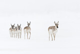 Image. Pronghorn Antelope