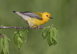 Image. Prothonotary Warbler