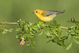 Image. Prothonotary Warbler