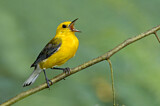 Image. Prothonotary Warbler