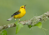 Image. Prothonotary Warbler