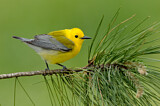 Image. Prothonotary Warbler