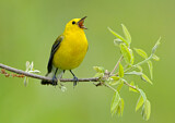 Image. Prothonotary Warbler