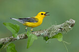 Image. Prothonotary Warbler
