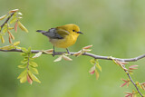 Image. Prothonotary Warbler