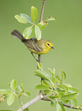 Image. Prothonotary Warbler