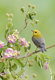 Image. Prothonotary Warbler