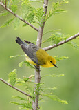 Image. Prothonotary Warbler