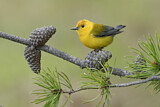 Image. Prothonotary Warbler