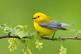 Image. Prothonotary Warbler