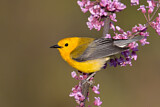 Image. Prothonotary Warbler