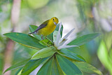 Image. Prothonotary Warbler