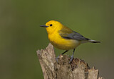 Image. Prothonotary Warbler