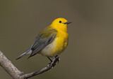 Image. Prothonotary Warbler