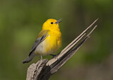 Image. Prothonotary Warbler