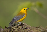 Image. Prothonotary Warbler