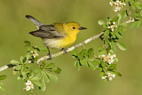 Image. Prothonotary Warbler