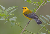 Image. Prothonotary Warbler