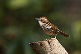 Image. Puff-throated Babbler