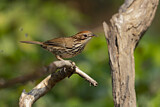 Image. Puff-throated Babbler