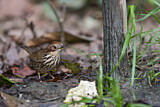 Image. Puff-throated Babbler