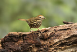 Image. Puff-throated Babbler