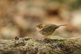 Image. Puff-throated Babbler